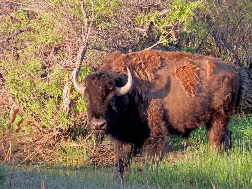 APRBisonBuffaloCamp