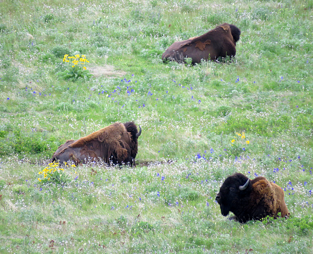 BisonRangeBison1
