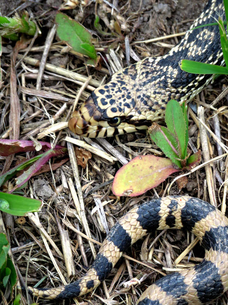 BisonRangeBullSnake