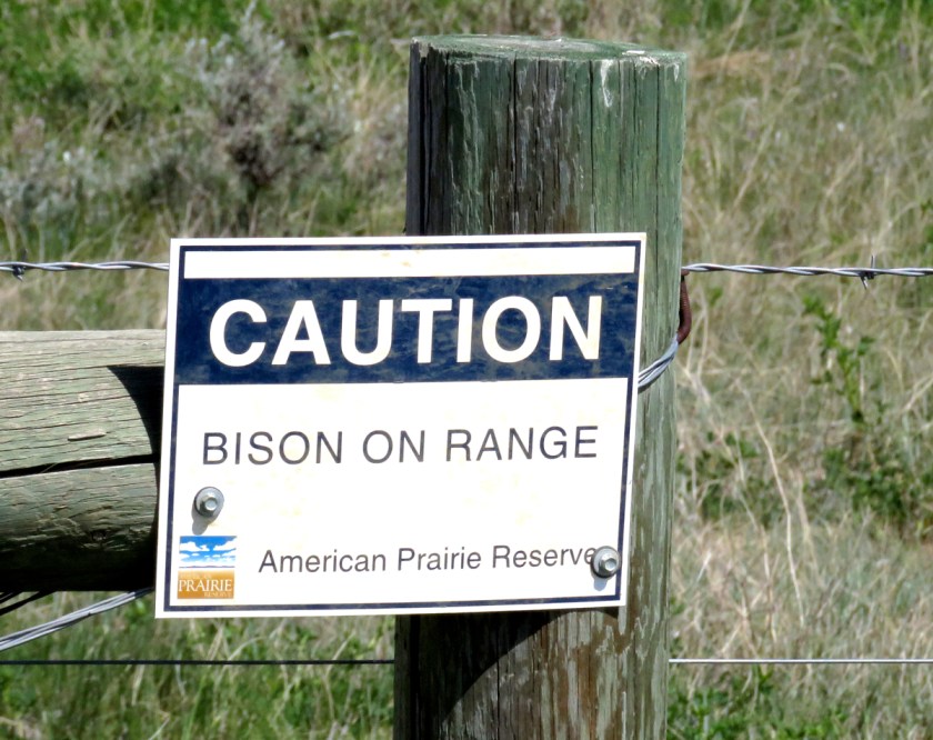 BisonOnRange.jpg