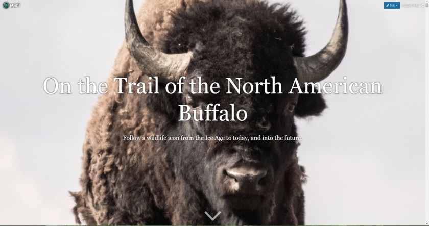 Cover image for a Story Map, with a title and buffalo staring out from the screen.