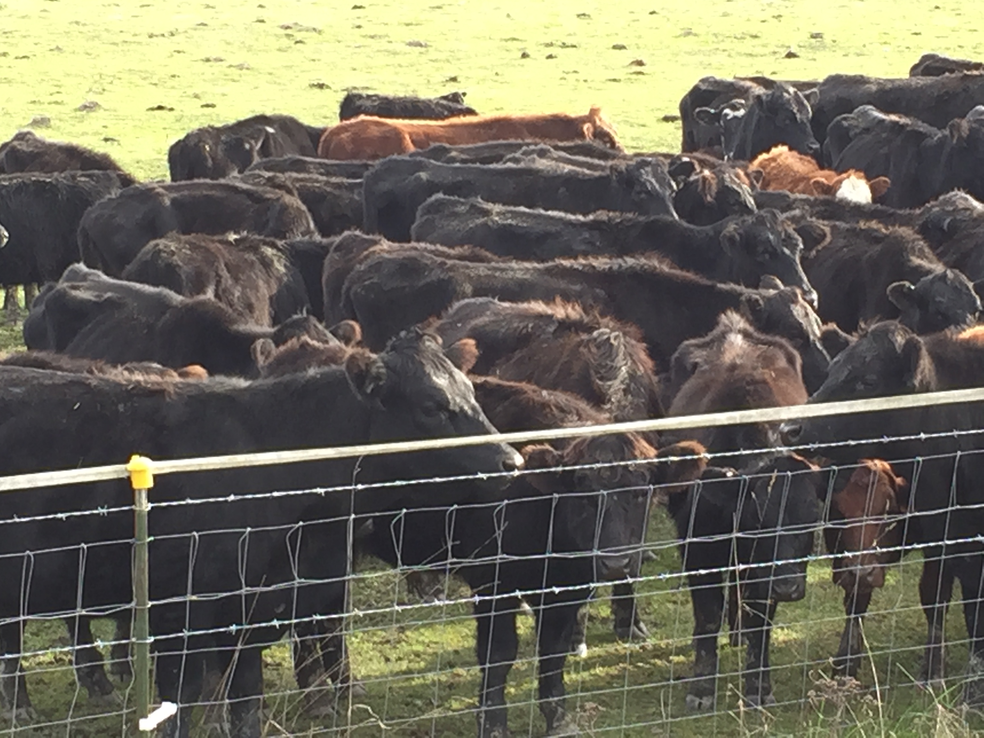 CowsIBlockedWithFenceRepaire March 15