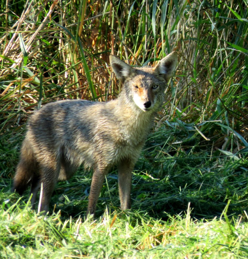 Coyote1