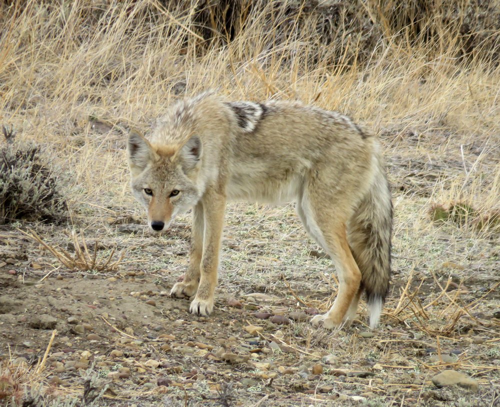 Living on our&nbsp;leavings