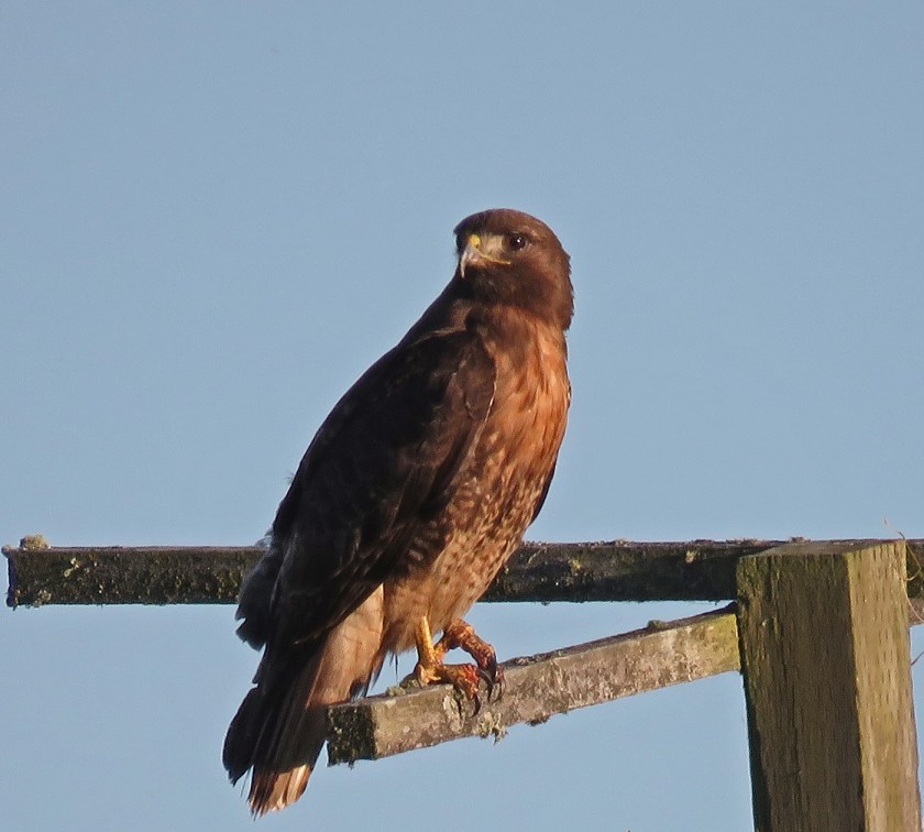 RedTailHawk07072018