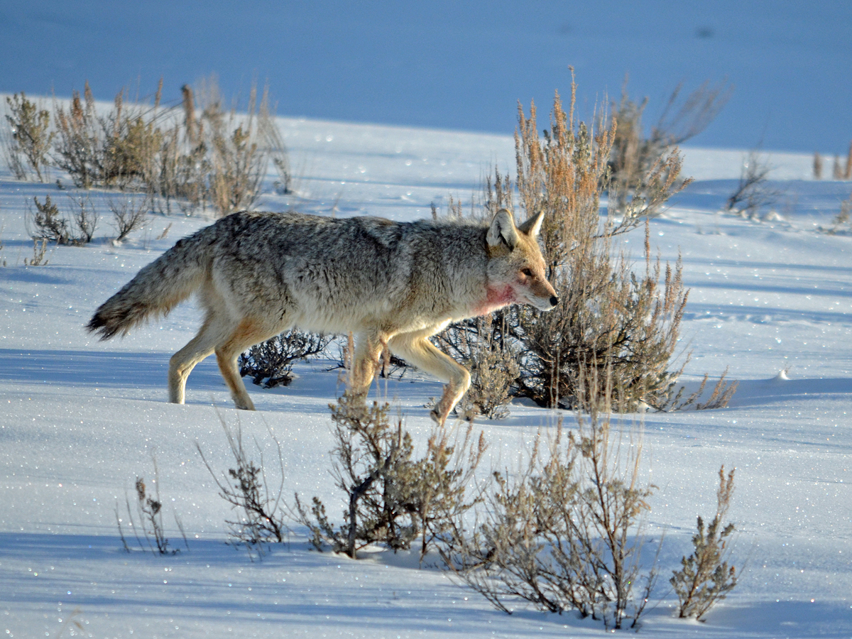 YellowstoneCoyote