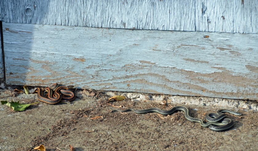 BarnSnakes