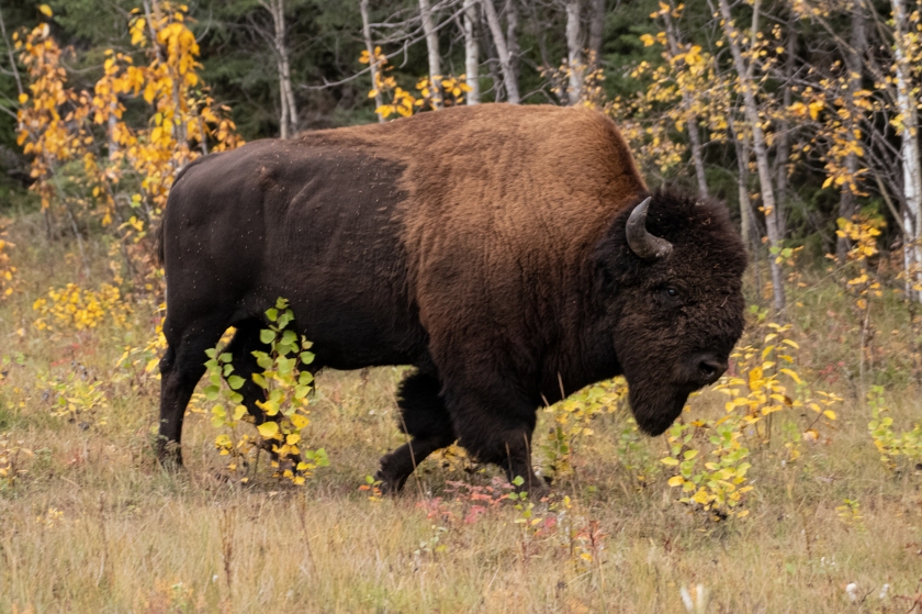 A large wood buffalo bull walks among young aspen trees growing at the edge of the boreal forest.