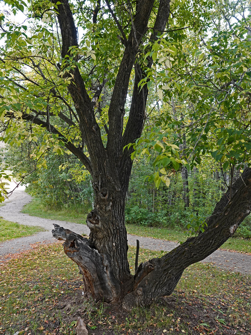 An old maple with two main trunks and one broken trunk leaning to the left.