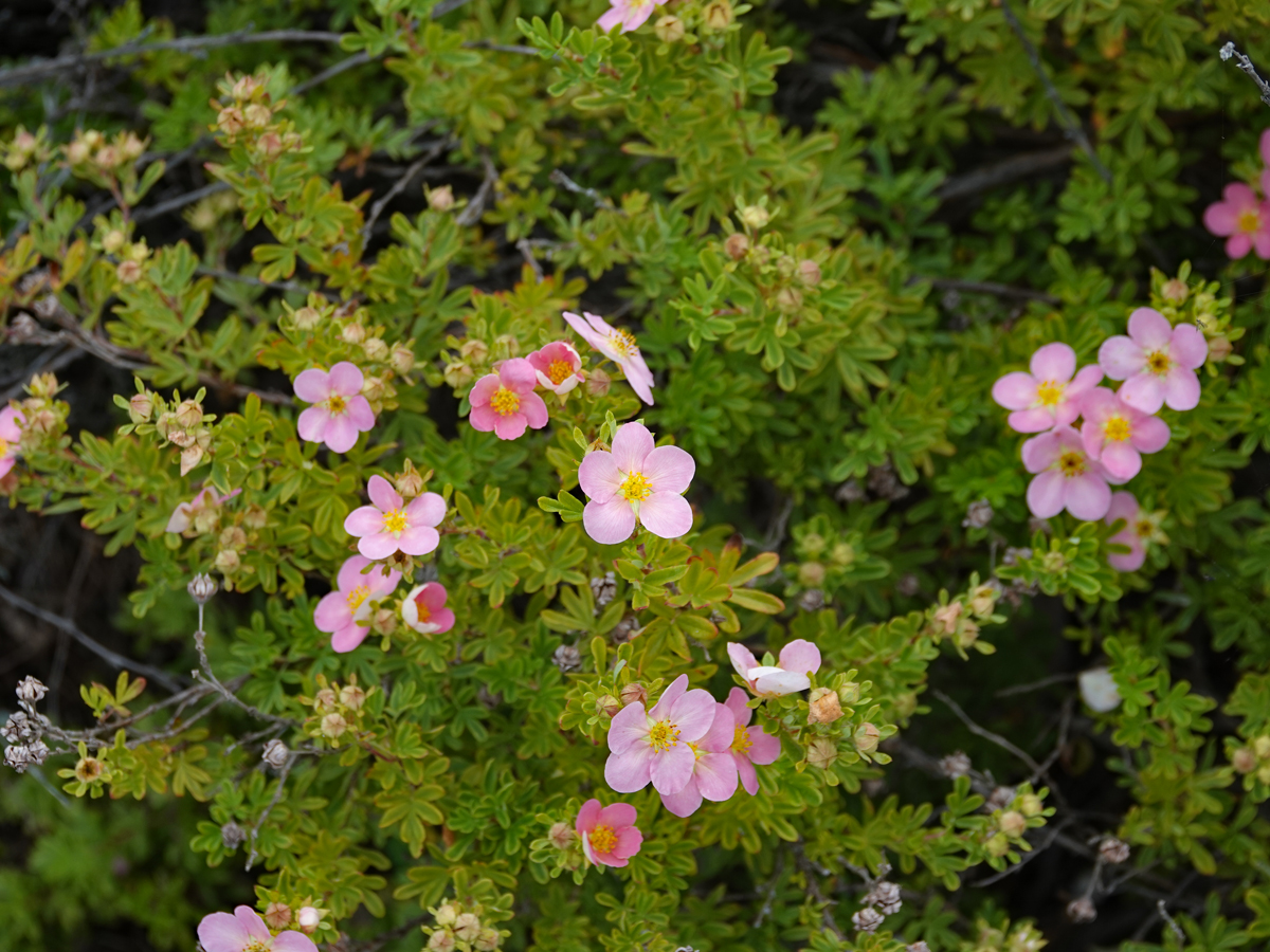 Pink roses in bloom on a dense, yellow-green shrub.