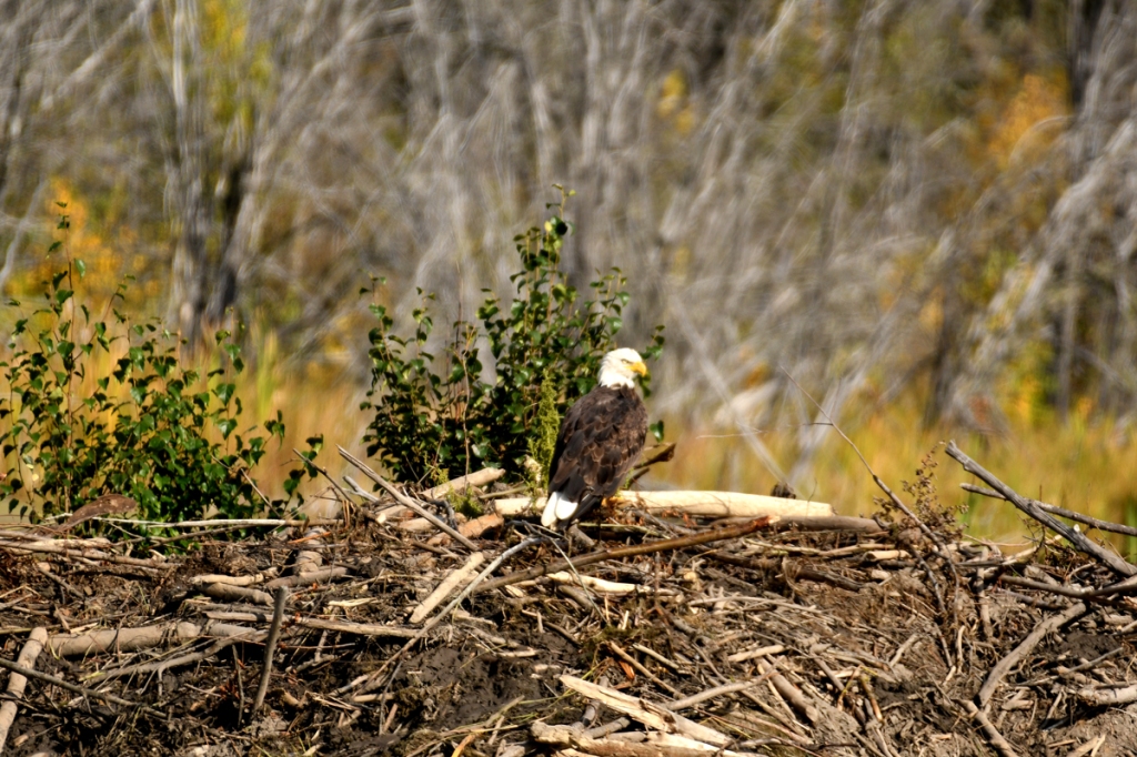 A bald eagle sits on top of the dome of a beaver lodge, made of mud and sticks. 