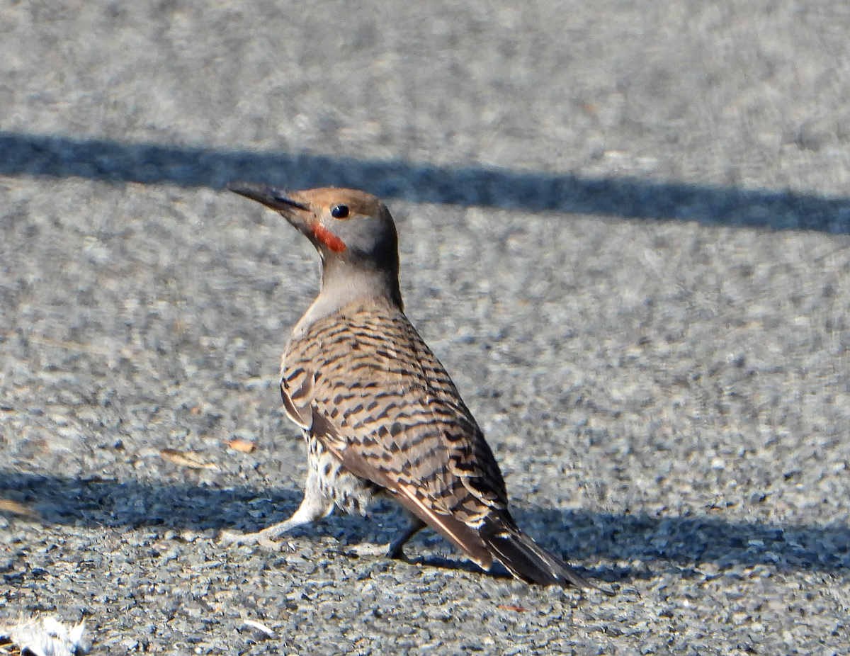 A flicker with red streak below its cheek looks back over its shoulder. It is standing on a rough grey surface.