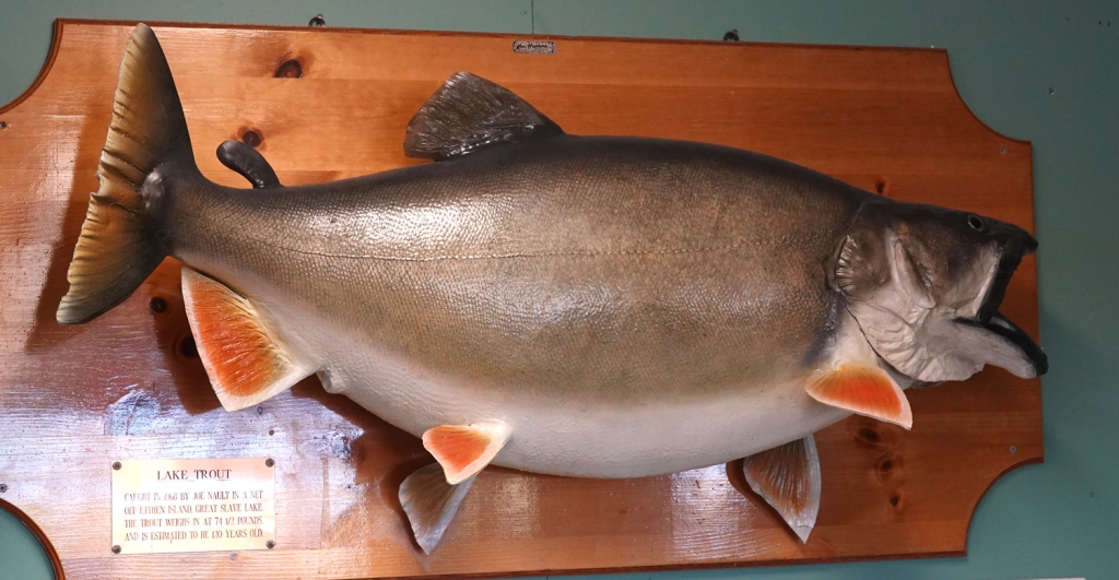 A very large trout with its mouth agape is mounted on a wooden plaque.