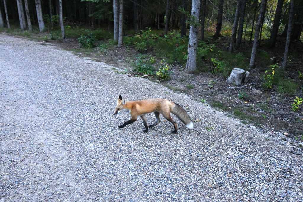 A black-legged red fox heads across a gravel path winding past forest. 