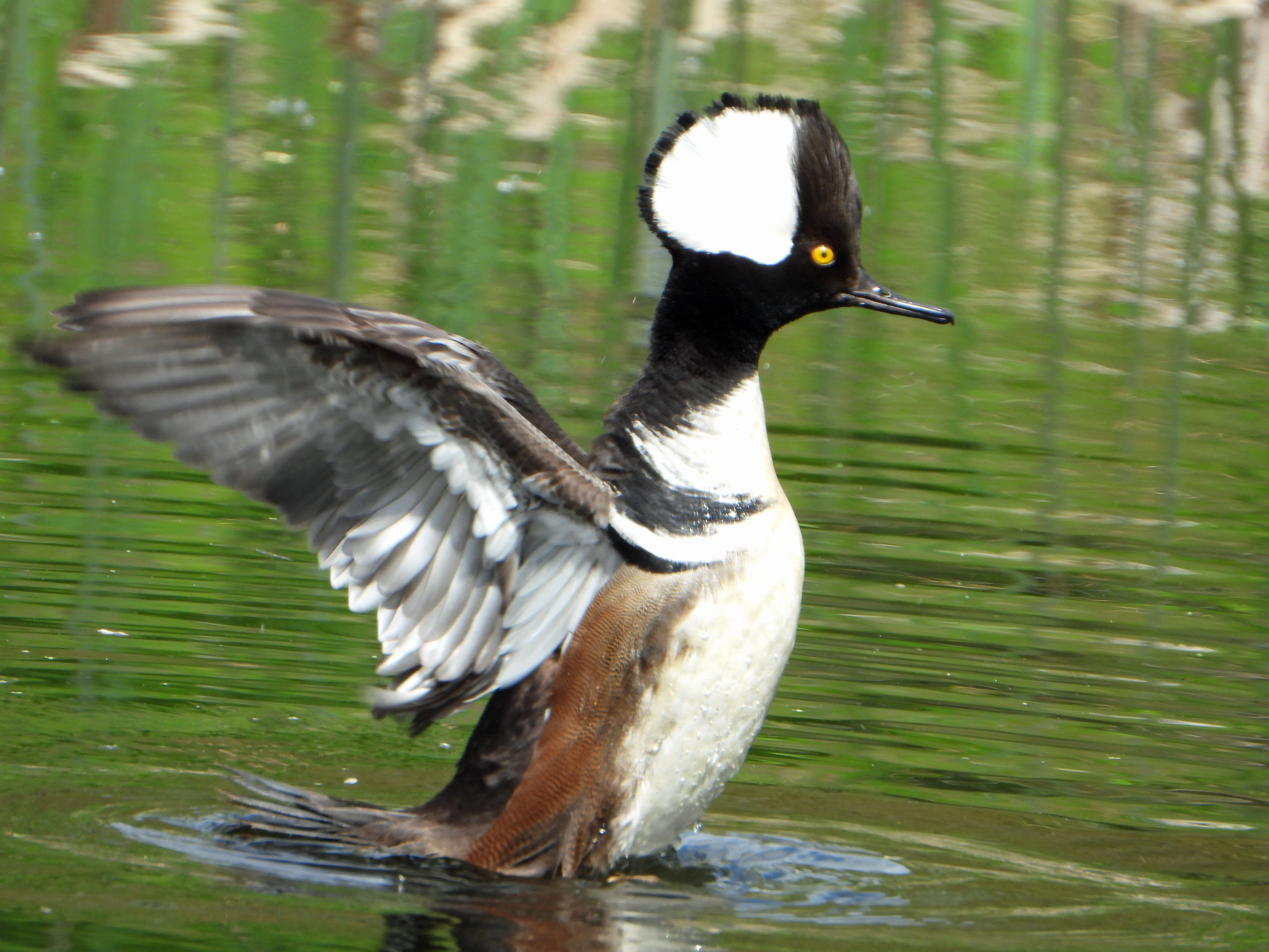 A male duck with a striking square crown flaps its wings to stand up on the water.