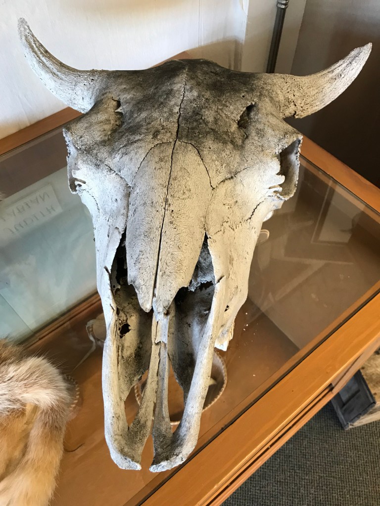 A grey/white skull sits atop a wooden display case. View is down on the skull.