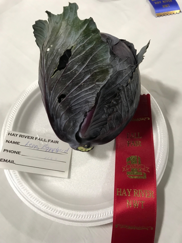 A dark green and purple cabbage sits on a plate with a red award ribbon below.