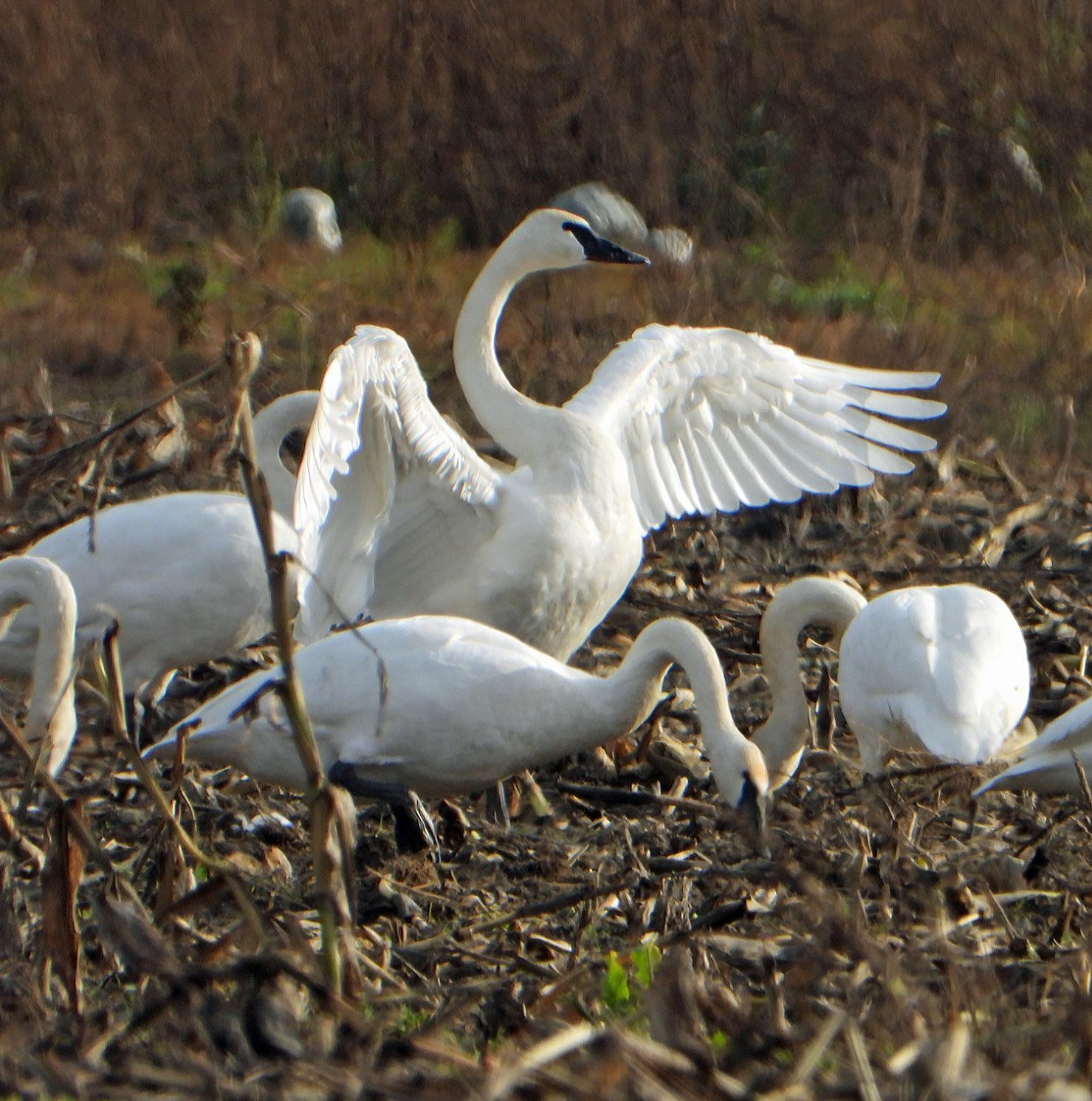 A group of white swans are feeding among brown corn stubble while one spreads its wings over them.