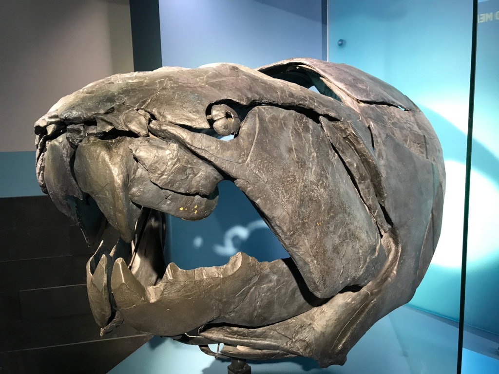 Dunkleosteus is renowned as the most fearsome of fishes, with armored plates and bone-mashing teeth. This fossil reconstruction shows the massive plates on its head and teeth. 