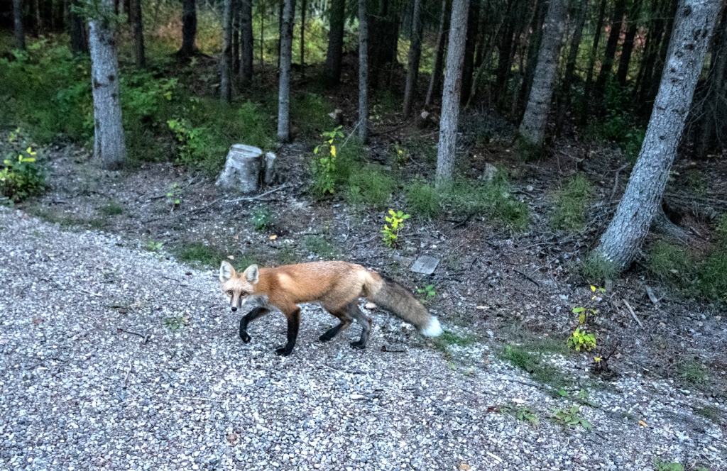 A fox steps across a gravel path with trees running alongside it. 