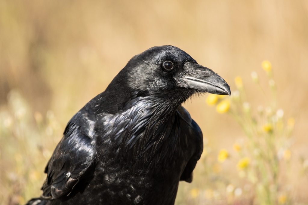 A shiny black raven glances at the camera with its head tilted as if listening. 