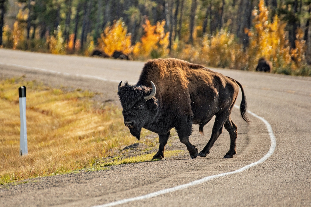A wood buffalo bull walks across a curving highway, with golden leaved fall trees bright in sunlight behind it. 