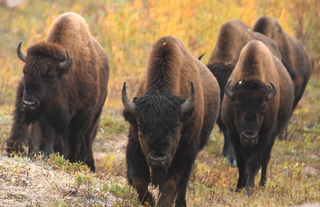 A group of bison approach the camera, with a dark faced bull in the front. 