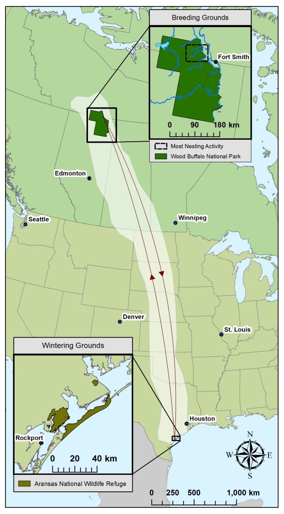 Map showing whopping crane migration route as a line extending from coastal Texas in the US to Wood Buffalo National Park.