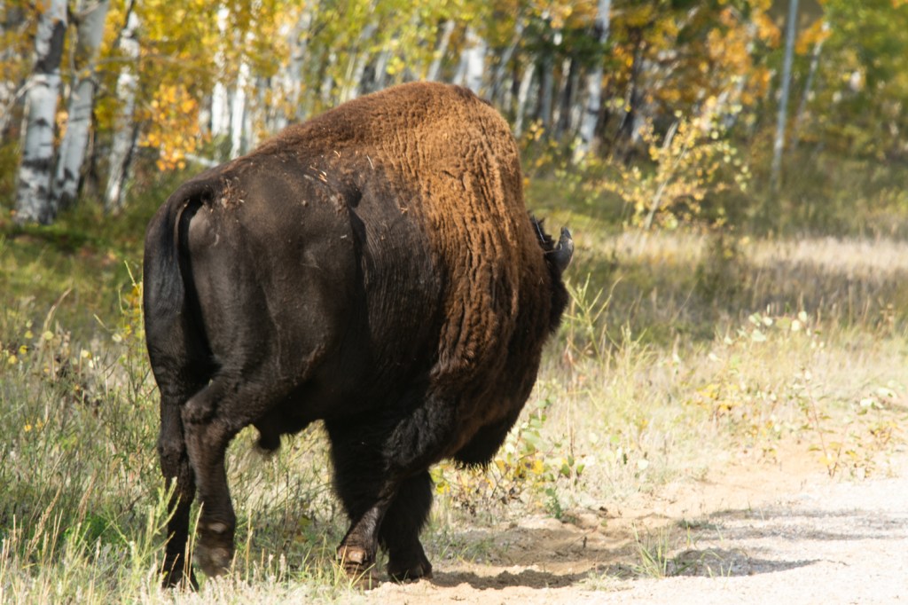 A wood bison bull walks away from the camera, with yellow-leaved aspen and poplar trees lining the forest along which the large, dark brown animal walks. 