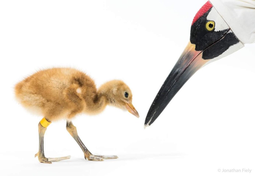 Photo of a whooping crane puppet head feeding a little orange-brown chick wearing a leg band. 