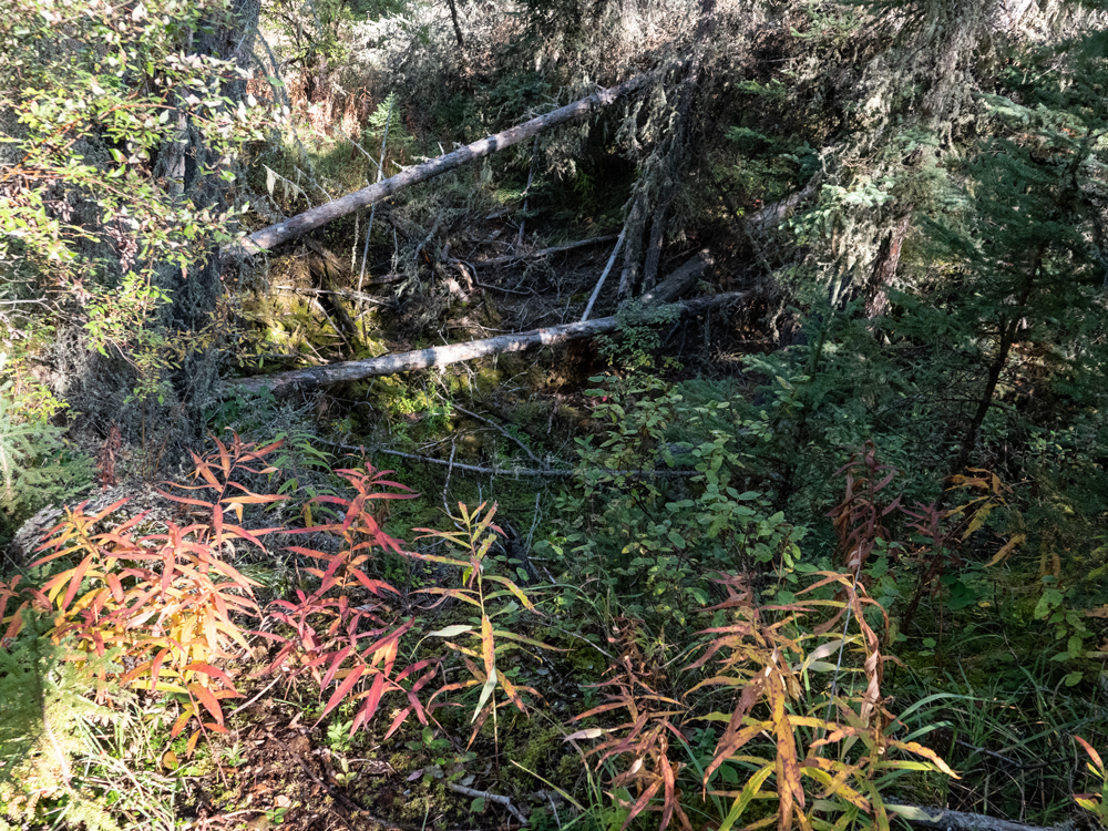 Fireweed and shrubs hang over a sinkhole where the trunks of fallen trees lay. 