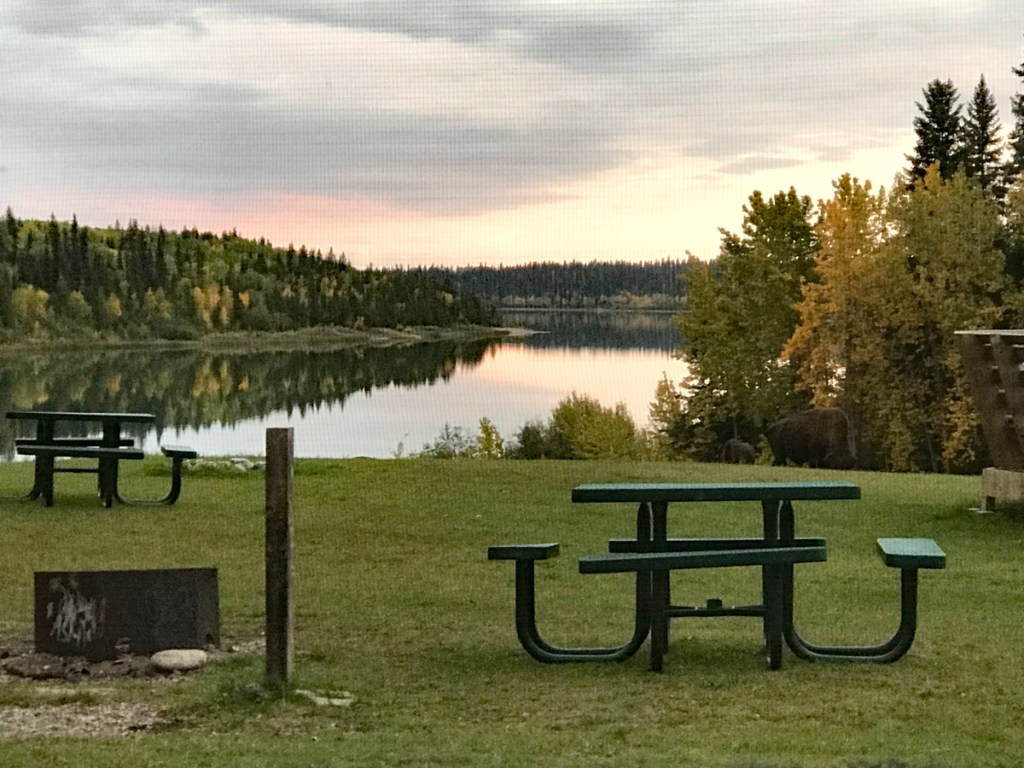 A view of a picnic table, firepit, and long Pine Lake over the grassy knoll outside my cabin. A bison bull grazes the knoll by a line of trees fringing the lake. 